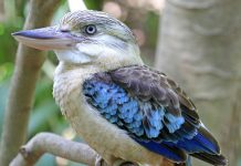 Blue-winged Kookaburra (Dacelo zeachii) Blue-winged Kookaburra's high-pitched trilling howl sometimes mingles with the Laughing Kookaburra's less frantic song.