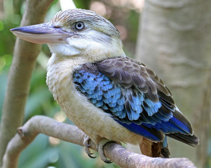 Blue-winged Kookaburra's high-pitched trilling howl sometimes mingles with the Laughing Kookaburra's less frantic song.