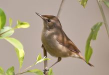 Blyth’s Reed Warbler (Acrocephalus dumetorum)