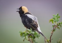 Bobolink Bird (Dolichonyx oryzivorus)