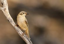 Brown-backed Honeyeater (Ramsayornis modestus) Brown-backed Honeyeater