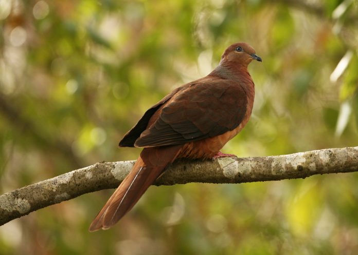 The widespread clearing of rainforest and illegal hunting has resulted in a decline of the Brown Cuckoo-Dove.