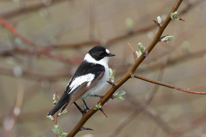 Many calls of Collared Flycatcher are similar to those of European Pied, but a typical alarm call, a full ‘seeb’, seems to be diagnostic (replacing European Pied’s ‘bit-bit’ of alarm).