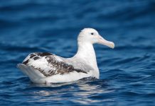Wandering Albatross – The Largest Flying Bird