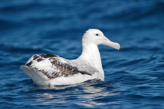 Wandering Albatross length is up to 1350 mm; wingspan up to 3250 mm.