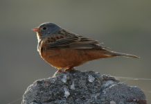 Cretzschmar’s Bunting (Emberiza caesia) Cretzschmar's Bunting is found in the Eastern Mediterranean region. A bright pink bill and prominent pale eye-ring prevent confusion with most other buntings in all plumages,