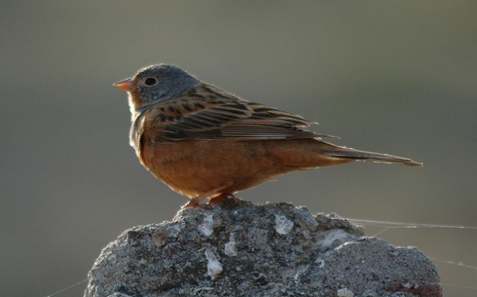 Cretzschmar's Bunting is found in the Eastern Mediterranean region. A bright pink bill and prominent pale eye-ring prevent confusion with most other buntings in all plumages,