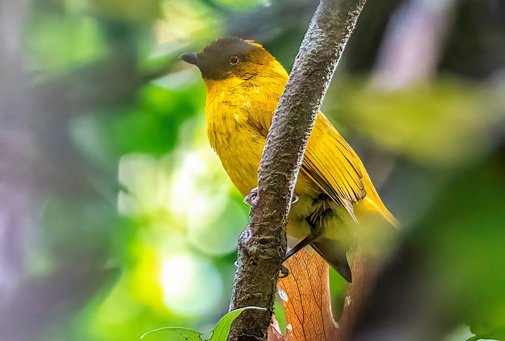 Golden Bowerbird (Prionodura newtoniana)