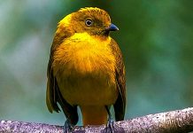 Golden Bowerbird (Prionodura newtoniana) Golden Bowerbird