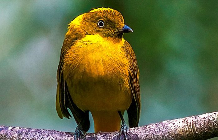 Golden Bowerbird