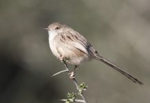 Graceful Prinia (Prinia gracilis)