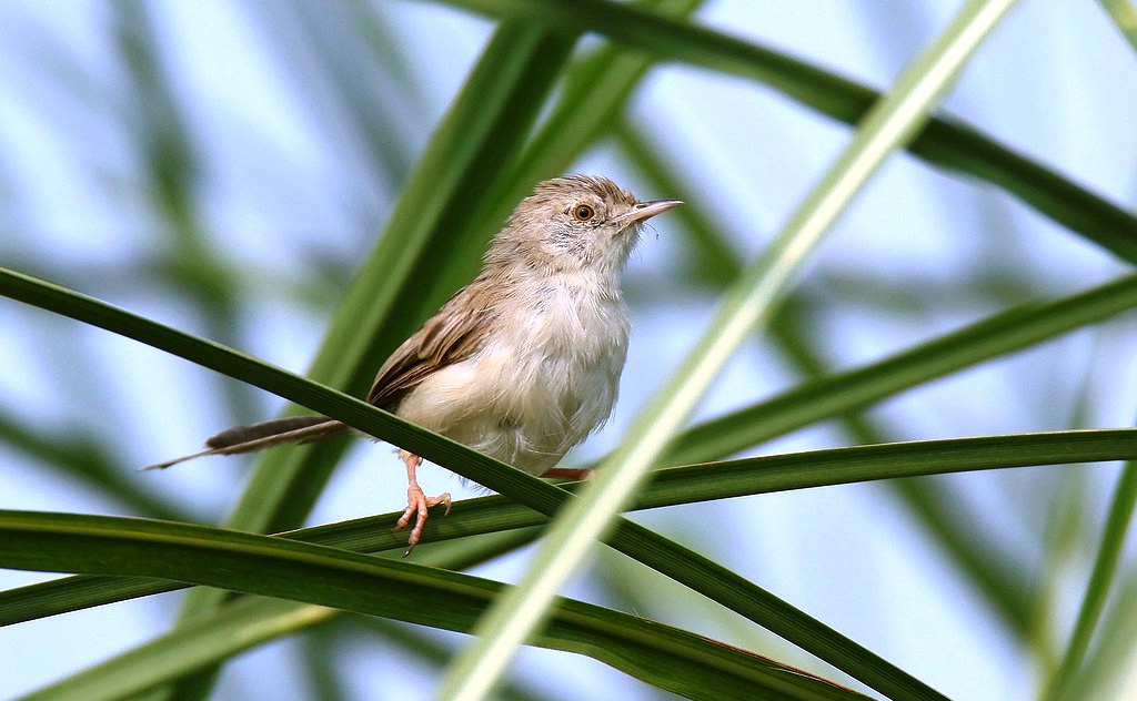 Graceful Prinia (Prinia gracilis)