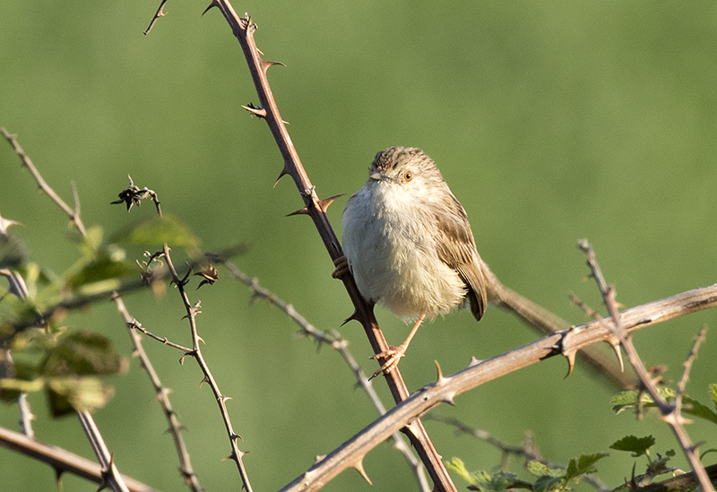 Graceful Prinia (Prinia gracilis)