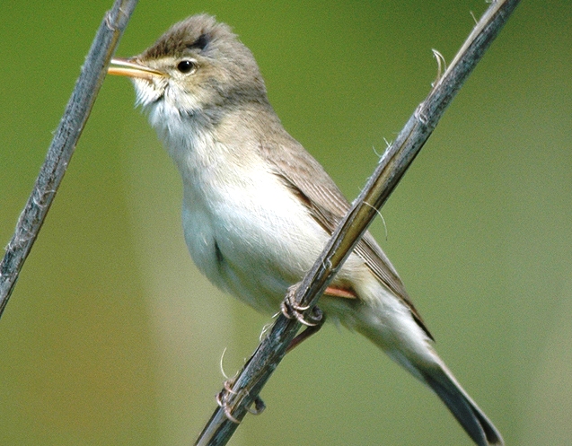 The song of Olivaceous Warbler is a rapid Acrocephalus-like hattering not unlike that of European Reed Warbler