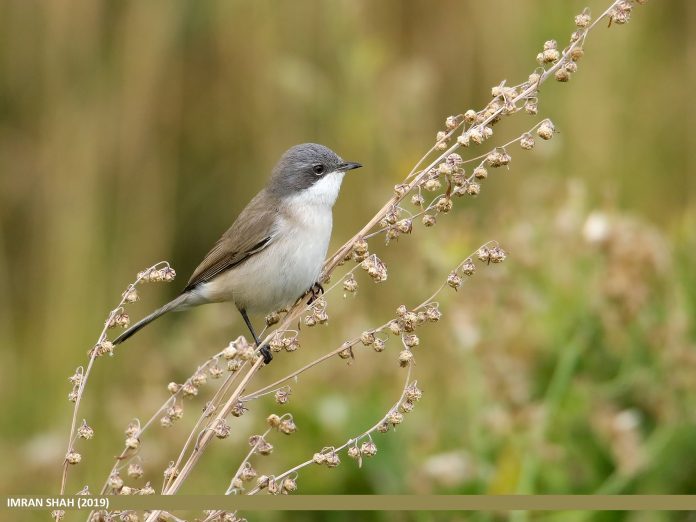 A small, slim, elegant, and very grayish-sandy race, with strongly contrasting darker ear-coverts in fresh plumage.