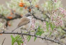 Lesser Whitethroat (Sylvia curruca)