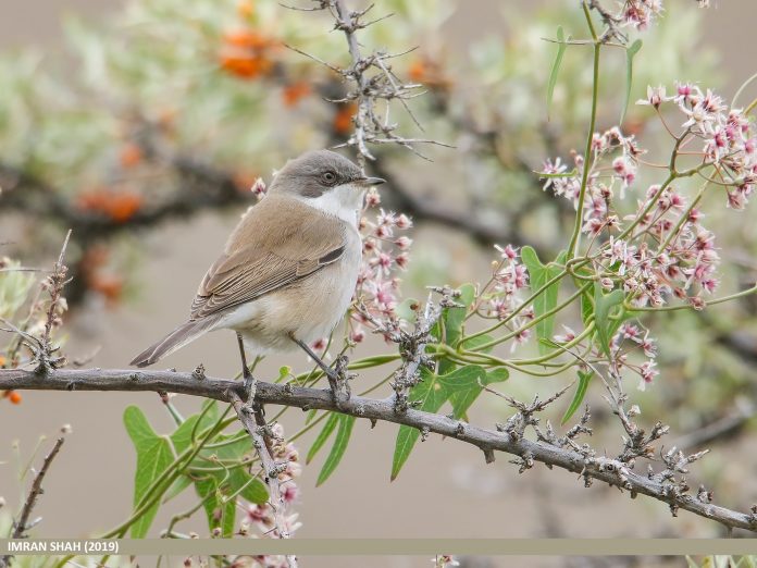 Lesser whitethroat calls of all forms are similar, chiefly a dry, sharp, tongue-clicking ‘tek’ or ‘tuk’, freely repeated; also a short ‘churr’