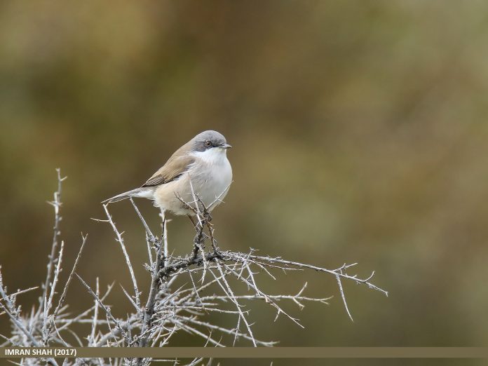 Lesser whitethroat song varies both between races and individually; racial distinctions are given therefore not always valid.