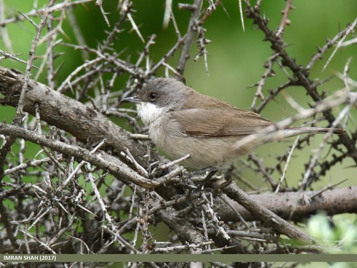 The size of lesser whitethroat is about 13.5cm in length.