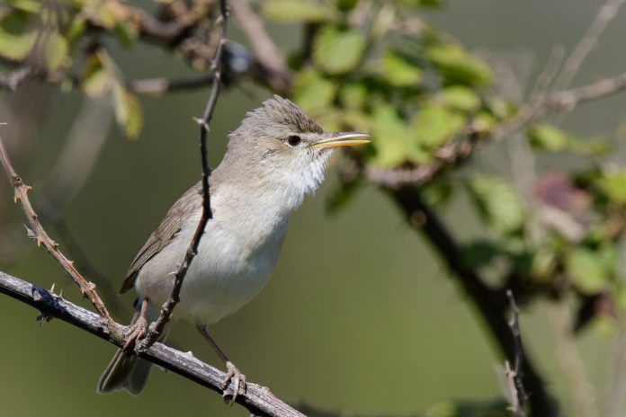 The typical call of Olivaceous Warbler is a weak, soft ‘chuk’ or ‘tuk’, uttered intermittently as the bird moves about in trees and bushes.