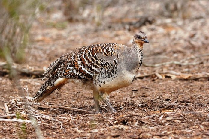 THE Malleefowl (Leipoa ocellata) is faced with a life of toil from the moment it hatches underground.