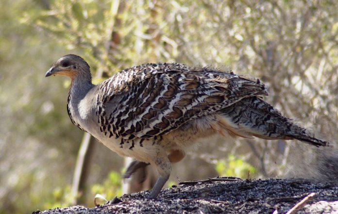 Malleefowl territorial call is a loud booming; in threat a sharp grunt, when pair is together, a soft, drawn-out cluck.