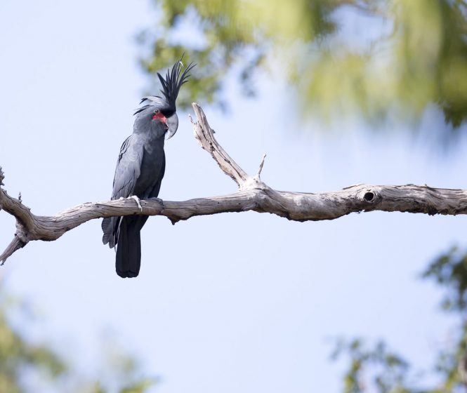 The majesty of the Palm Cockatoo (Probosciger aterrimus) can be appreciated only by watching the bird in the wild.