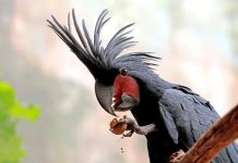 The Spectacular Palm Cockatoo