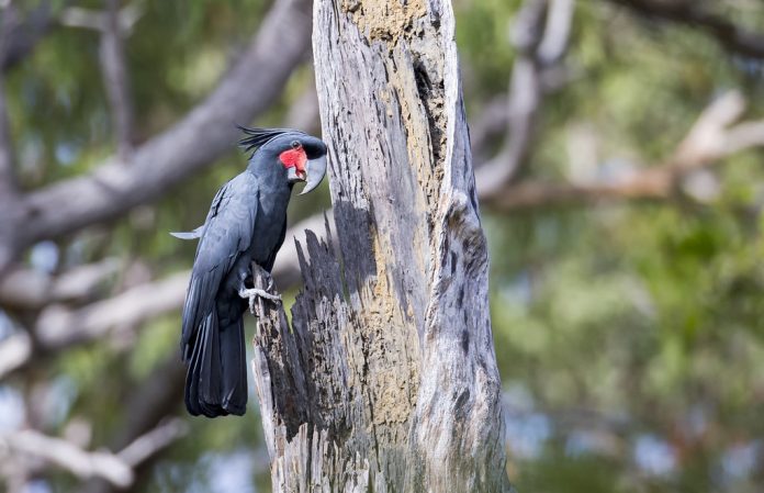 Palm Cockatoo's normal contact call consists of a two-syllable whistle, first syllable mellow and deep, second shrill and high-pitched