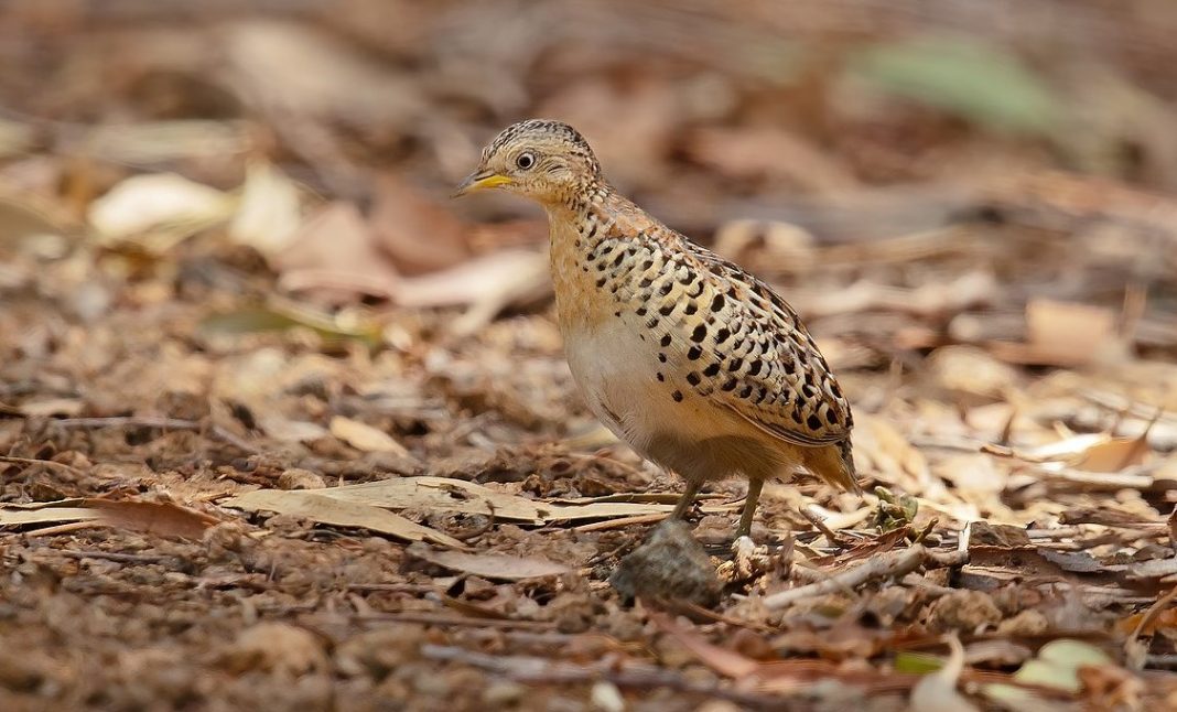 Redbacked Buttonquail (Turnix maculosa)
