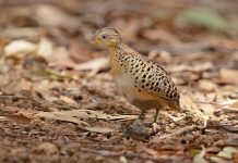 Red-backed Button-quail (Turnix maculosa) Red-backed Button-quail