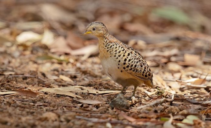 Red-backed Button-quail