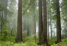 The Redwood National Park