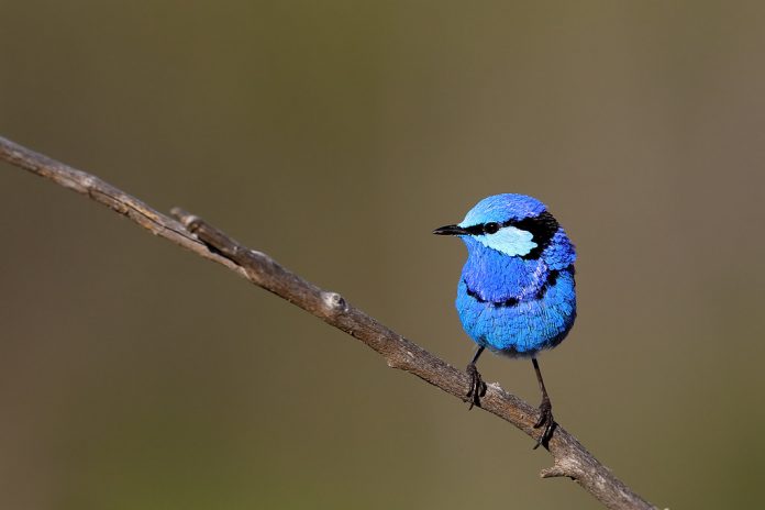 the song of Splendid Fairy-wren is a loud rich rippling warble, descending in pitch, introduced by several chirps, by both sexes to advertise territory and keep the group together.