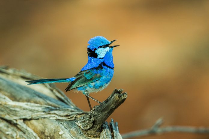 The call of Splendid Fairy-wren is staccato, harshly trilled prip-prip in contact, repeated; high pitched reed-like seeeee and churrring in alarm