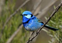 Splendid Fairywren (Malurus splendens)