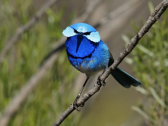The size of a Splendid Fairy-wren is about 115-135 mm in length. As they travel, Splendid Fairywrens cock their tails much less than other fairywrens and carry them generally at a lower angle.