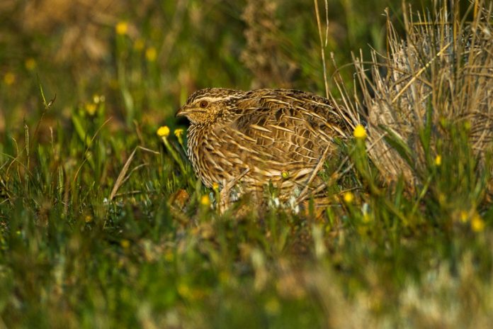 Stubble Quail is centered in southern Australia and breed mostly in spring when the ripening of the seeds of annuals peaks, and may raise several broods in succession.
