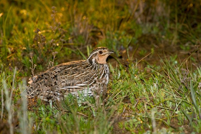 Stubble Quail is about 185-195 mm in length.