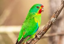 Swift Parrot “Lathamus discolor”