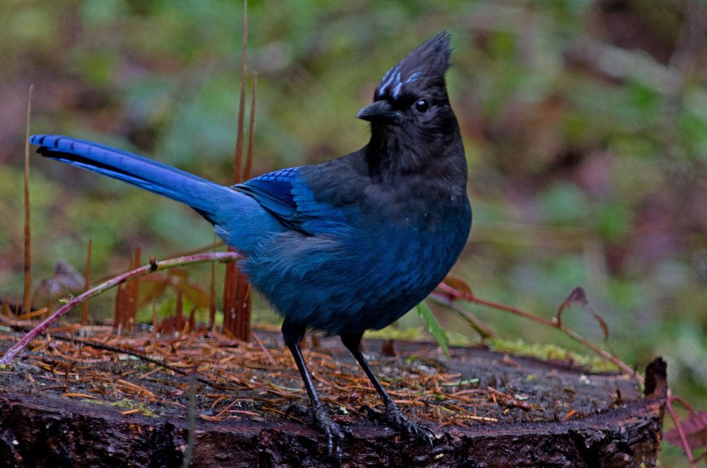 The Stellers Jay is a common scavanger which lives west of the Rocky Mountains from Alaska to Mexico 1