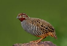 The Jungle Bush-Quail