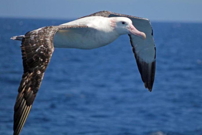 Wandering Albatross (Diornedea exulans) is the largest flying bird with a wingspan of nearly three-and-a-half meters.