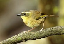 Yellow-throated Scrubwren (Sericornis citreogularis)