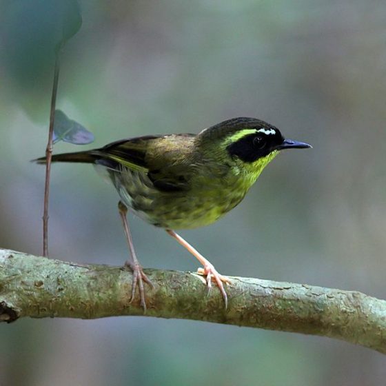 Yellow-throated Scrubwren distribution area is subtropical rainforests of east coast except for central east coast, Queensland.