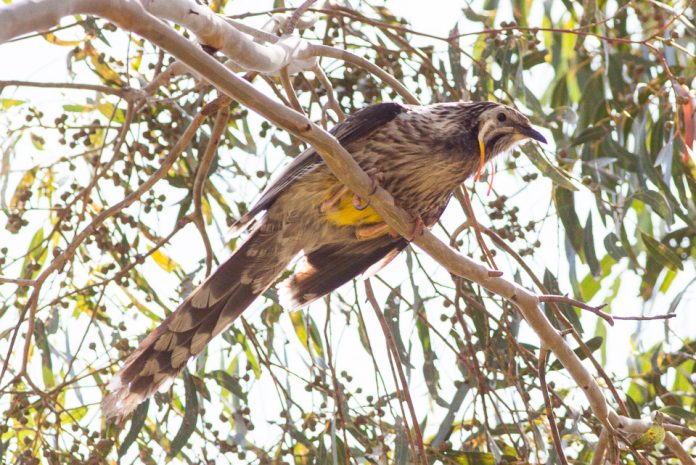 The call of the Yellow Wattlebird is discordant kuk, quok or ku-kuk by males for contact.