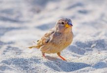 Pale rockfinch (Carpospiza brachydactyla)