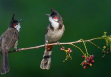 Red-whiskered Bulbul (Pycnonotus jocosus)