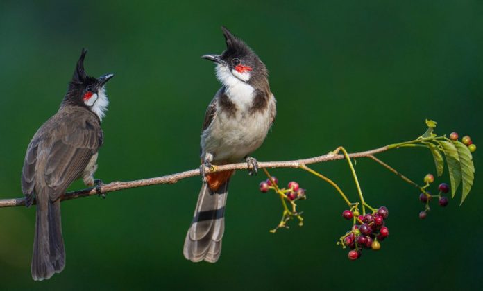 Red-whiskered Bulbul (Pycnonotus jocosus) is an active inquisitive sociable bird of the palaeotropics.