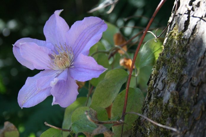 Clematis hybrids for cutting, use the woody deciduous vine and herbaceous perennial forms zones 4–10